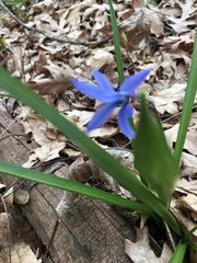 Scilla siberica