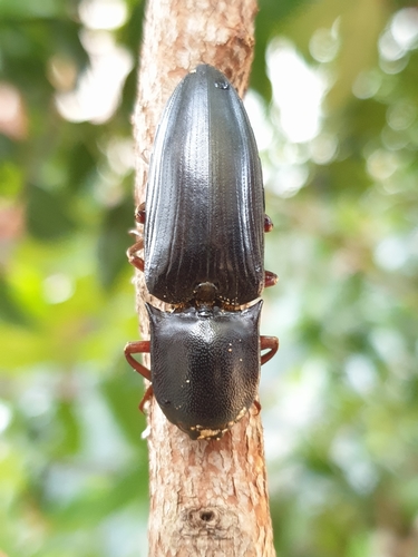 Lanelater fuscipes