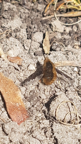 Greater Bee Fly, 6708 DE Wageningen, Netherlands, photo 5 of 10
