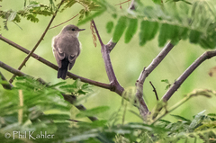 Syrtidicola fluviatilis