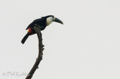 Ramphastos vitellinus
