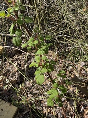 Rubus phoenicolasius