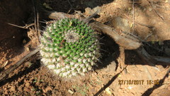 Mammillaria carnea