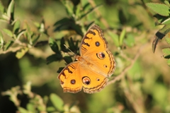 Junonia almana