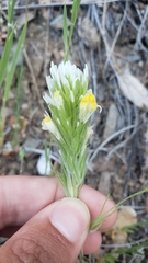 Castilleja lineariloba