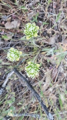 Castilleja lineariloba