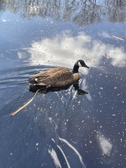 Branta canadensis