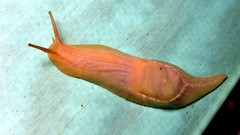 Peltella