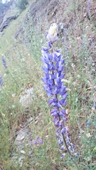 Lupinus benthamii
