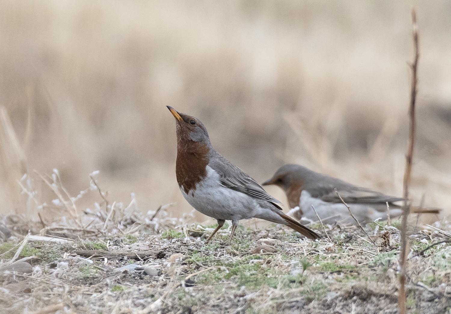 Red-throated Thrush illustration