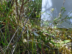Caladenia minor