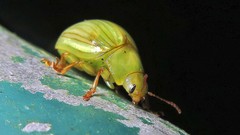 Platyphora dejeani