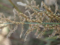 Pogonarthria squarrosa