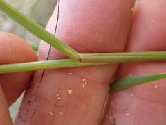 Pogonarthria squarrosa