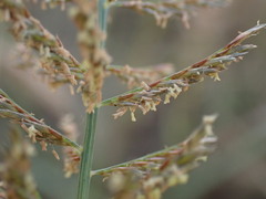 Pogonarthria squarrosa