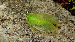 Tropiduchinae