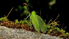 Tropiduchinae