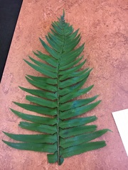Polystichum munitum