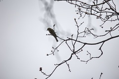 Chloris chloris