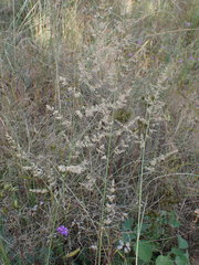 Eragrostis gummiflua