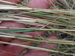 Eragrostis gummiflua
