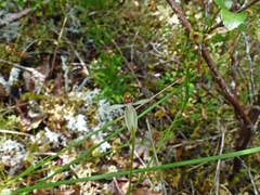 Caladenia minor