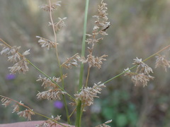 Eragrostis gummiflua