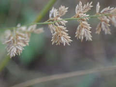 Eragrostis gummiflua