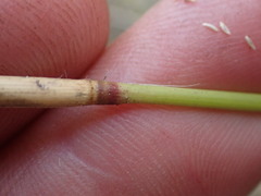 Eragrostis gummiflua