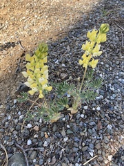 Lupinus luteolus