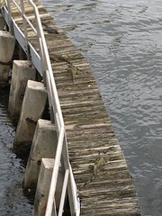 Iguana iguana