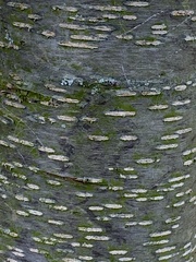 Prunus