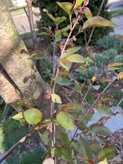 Prunus