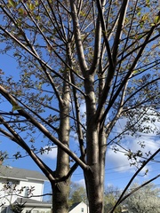Prunus