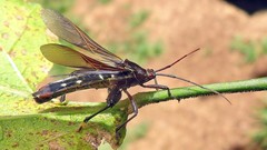 Grammopoecilus