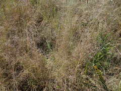 Eragrostis chloromelas