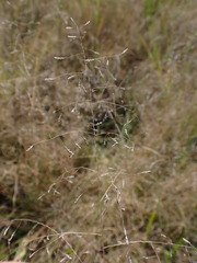 Eragrostis chloromelas