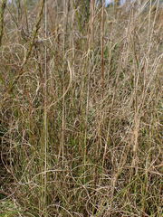Eragrostis chloromelas