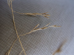 Eragrostis chloromelas