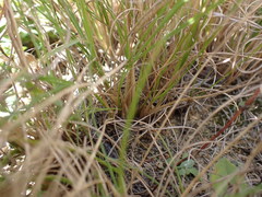 Eragrostis chloromelas