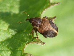 Lignyodes enucleator