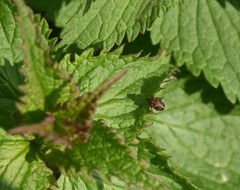 Lignyodes enucleator
