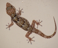 Chondrodactylus bibronii
