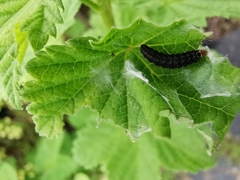 Cnephasia incertana