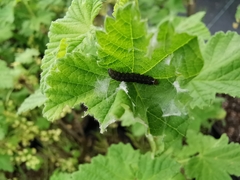 Cnephasia incertana