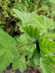 Cnephasia incertana