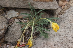 Oenothera brachycarpa