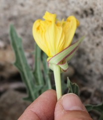 Oenothera brachycarpa