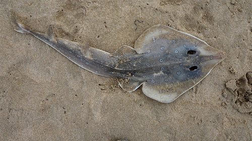 Guitarfish (Acroteriobatus annulatus) — Rhinobatidae — 3