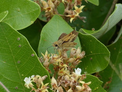 Polites vibex catilina